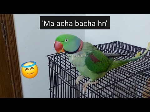 Shonay thinks he is acha bacha!? 🤭