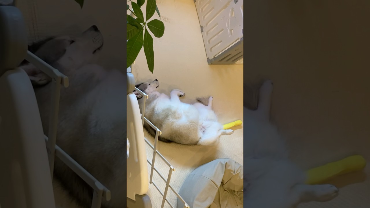 寝方が独特なシベリアンハスキー #shorts