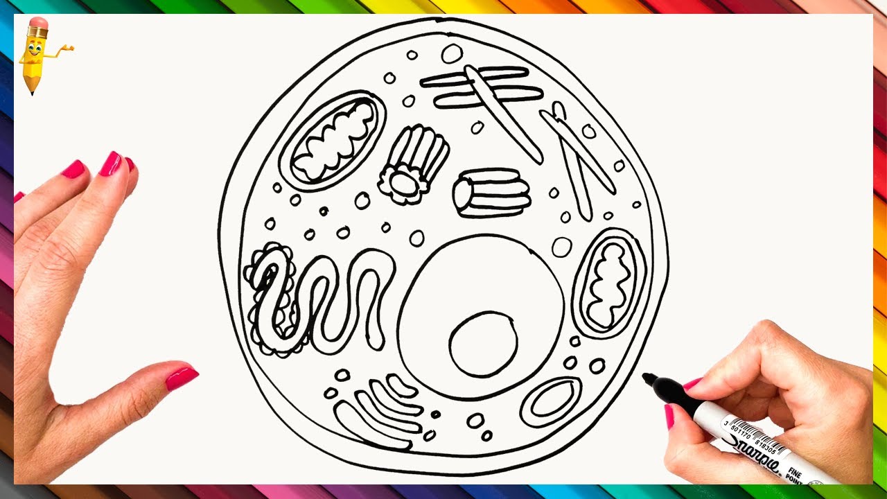 How To Draw An Animal Cell Step By Step 🔬 Animal Cell Drawing Easy