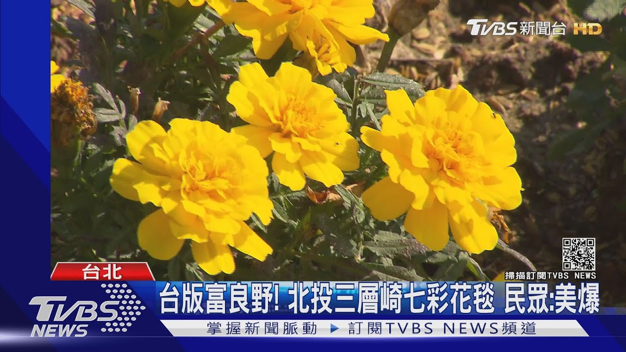 台版富良野!北投三層崎七彩花毯 民眾:美爆