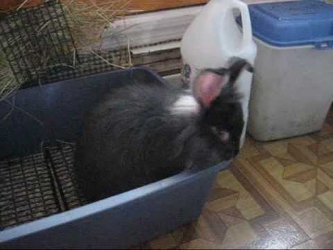 Ziyal's First Litterbox Leap - Our new bunny's 1st day home with us!