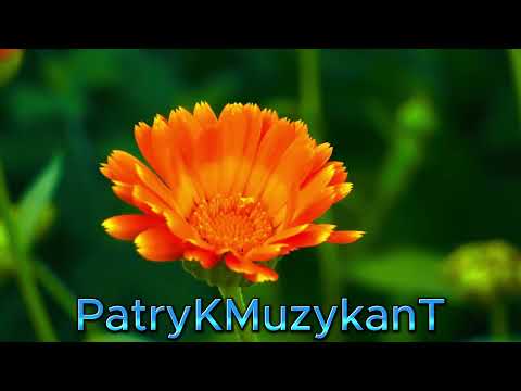 PatryKMuzykanT-Ta 40 to tylko liczba feat. Daria (Piosenka dla Mamy)