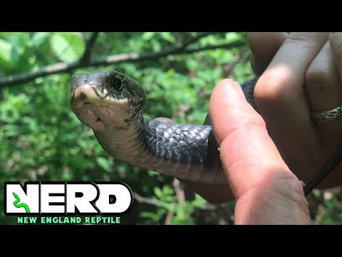 WATER SNAKES IN NEW HAMPSHIRE! - KEVIN'S NATURE ADVENTURES