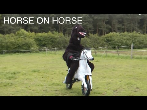 WTF Motorhorse Video