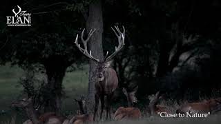 Red deers in Hungary 2020