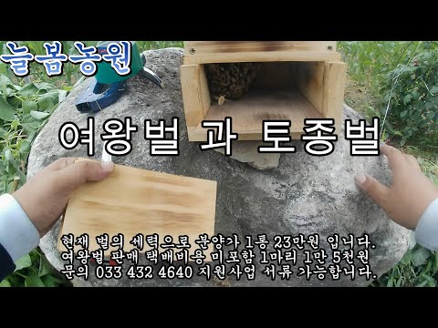 여왕벌 과 토종벌 분양