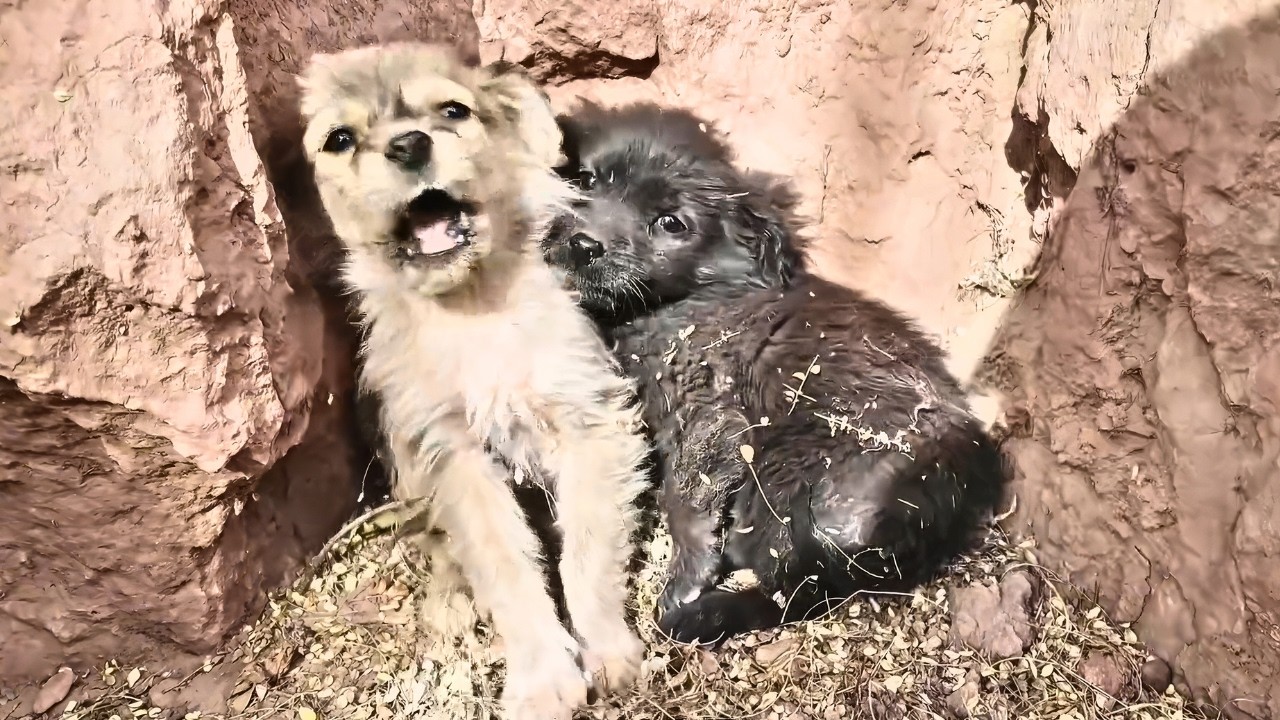 2 abandoned tiny puppies huddled in the cold, helpless against the blizzard until this happened.