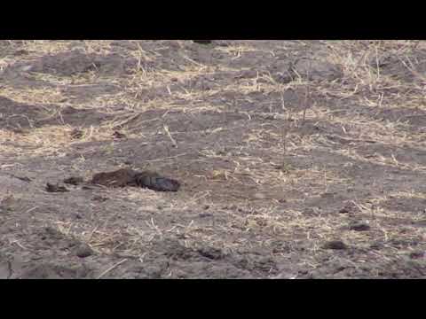 Djuma: Blacksmith Lapwing chick out and about(35 days old) - 15:51 - 10/03/18