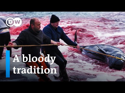 Whale Hunting in the Faroe Islands