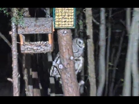 Owl Attacks Flying Squirrels