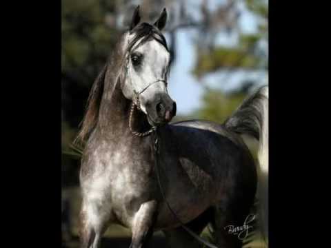 Romance Final Video_.wmv