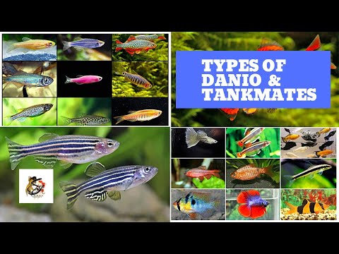 Types of Danio fishes and best Tankmates of Danio fish