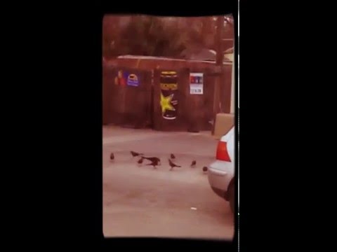 It's a bird eat bird world