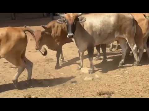 Fazenda Santos Reis / Frigorifico Rio Maria-PA, Curraleiro Pé-Duro!