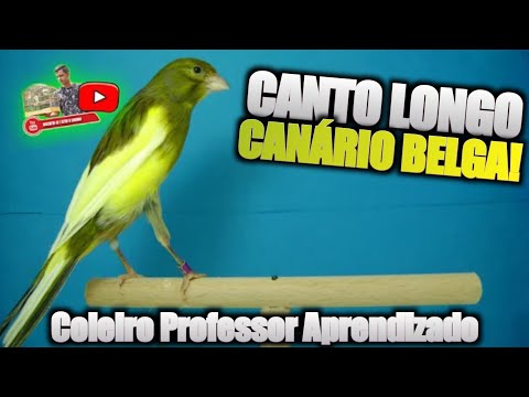 CANTO LONGO DE CANÁRIO BELGA - O MELHOR PARA TREINO 10 HORAS