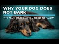 These are the reasons why your dog does not bark !