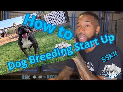 , title : 'How to start dog breeding and what to expect?'