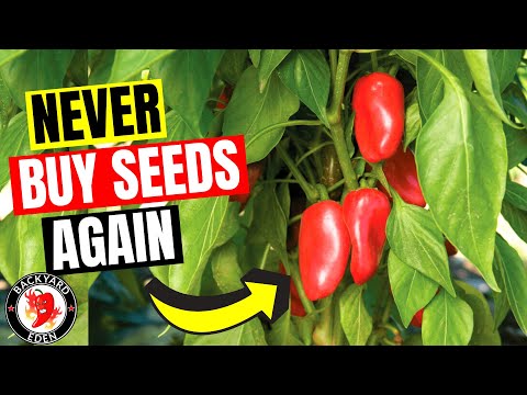 How To Save Pepper Seeds For Planting Next Year