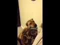 Time Out Dog