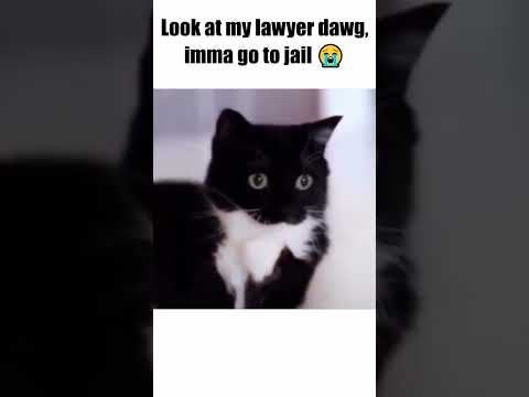 Saul Goodcat Defense Attorney #cats  #shorts