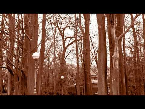 Ebon Lore  - The Owl