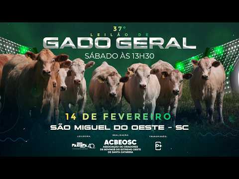 36° Leilão de Gado Geral, SÃO MIGUEL DO OESTE/SC - 14/02/2026 13:30h