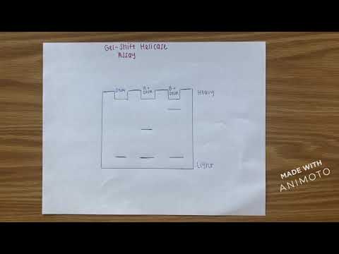 Gel Shift Helicase Assay