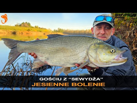 🔥💪 GOŚCIU Z "SEWYDŻA" - Jesienne bolenie.