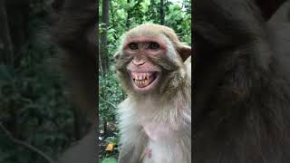 Download lagu video monyet lucu lagi ketawa 😂 #shorts #short #binatang mp3