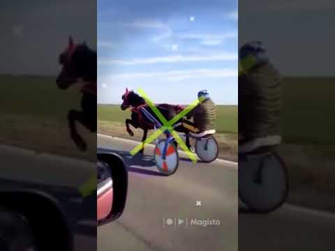 armasar pentru monteCatalin gaiseanca