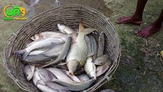 আশ্চর্যজনক মাছ ধরার ভিডিও |  Fishing Videos Big Fish / Traditional Fishing / Fish Catching