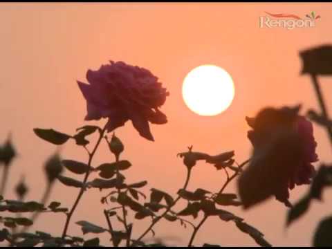 Beharbari Outpost EP 777 Prt 1