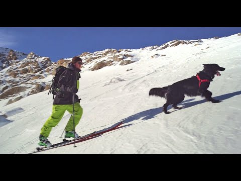 Sun Dog: The Happiest Dog on Earth