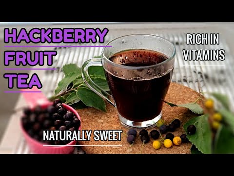 Forage this fruits! / How to Make HACKBERRY FRUIT TEA AFTER FORAGING / TeaTime