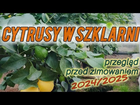 Cytrusy na zimowisku 2024/2025 - jesienny przegląd szklarni