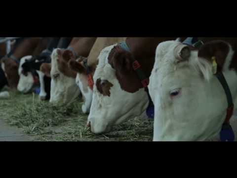 "Jermuk Farm"