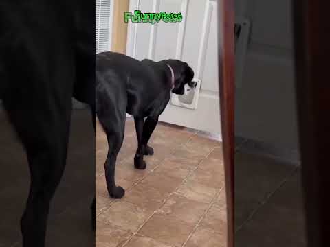 Cats Vs Dogs #shorts #viral #funny #cute #animals #pets #cat #dog