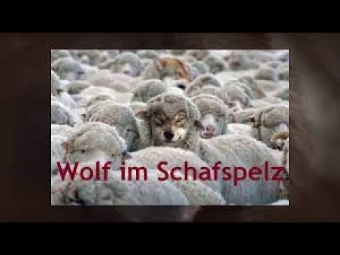 WOLF IM SCHAFSPELZ - VORLÄUFER DES HERRN..B.D.- Nr: 0685
