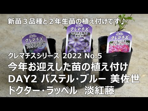 園芸 クレマチス「ドクター・ラッペル」