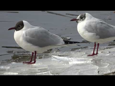 Рига. Кенгарагс. Даугава. 20.03.2021. 4K