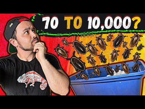 How To Breed Dubia Roaches 2022 *Optimize Production*