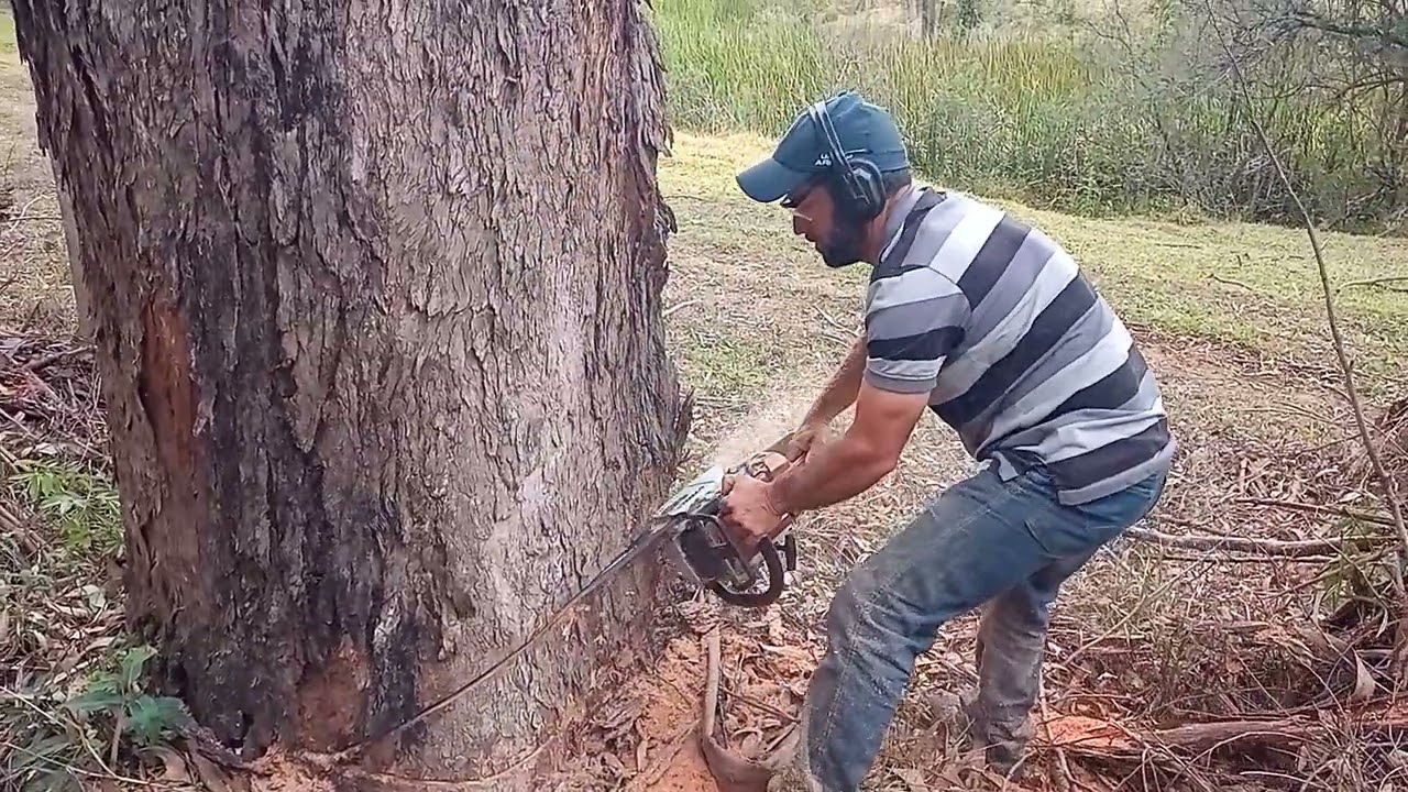 Sthil 038 AV Magnum .maquininha é um. tanque de guerra .💪💪💪💪💪👏🙏✊