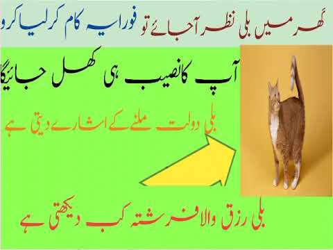 GHAR MEIN BILLI NAZAR AJAYE TOU |FORAN YE KAM LIYA KARO