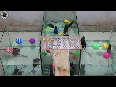 Homemade Electric Rat Trap