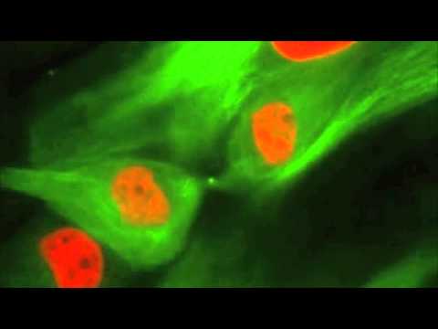 Cell Division | Divisão Celular