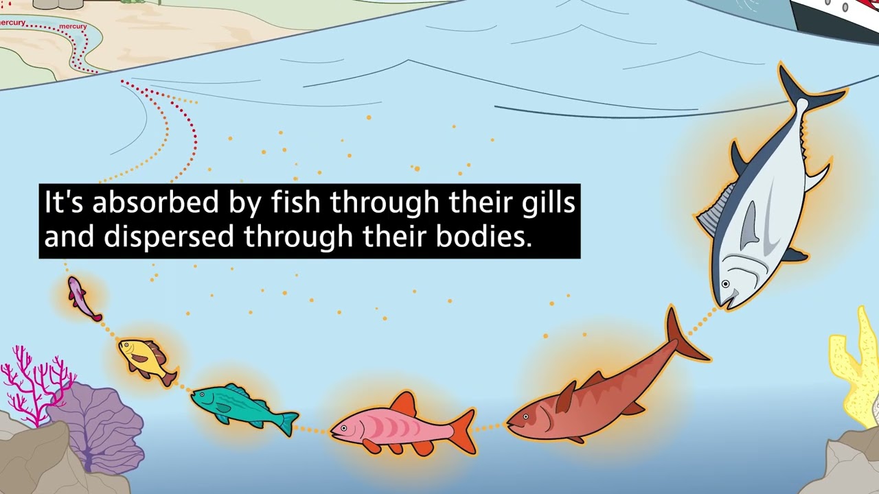 Mercury's Impact on Indigenous Communities