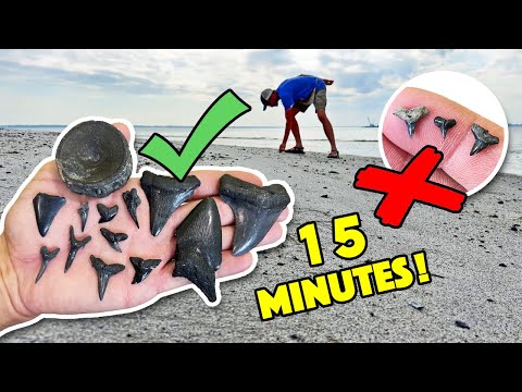 THE BEST Method to Find Shark Teeth on the Beach!! (Professionally Tested & Approved!)