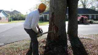 preview picture of video 'Tree Infestation and Wood Rot Treatment, Gulfport Mississippi'
