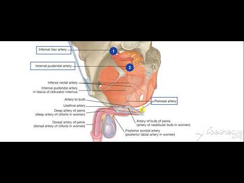 Male reproductive system
