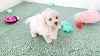 ハーフ犬の動画01